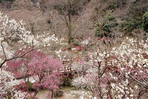 熱海梅園（イメージ）写真提供：静岡県観光協会